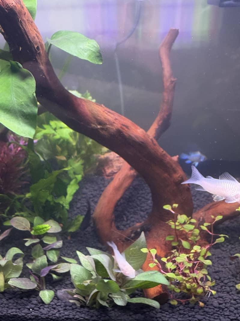 Planted Aquarium 14