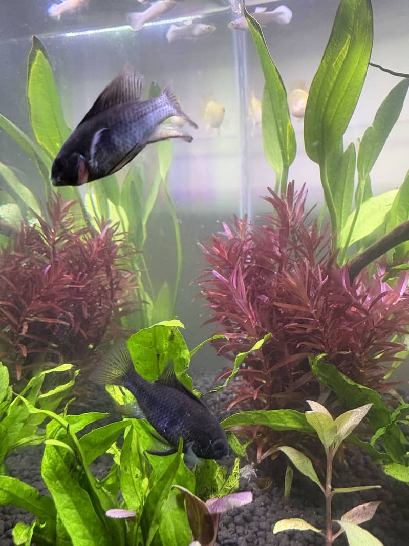Planted Aquarium 15