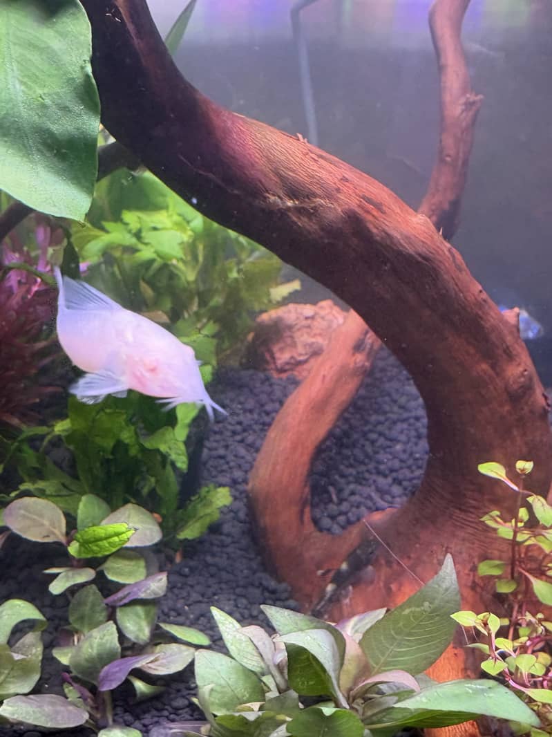 Planted Aquarium 16
