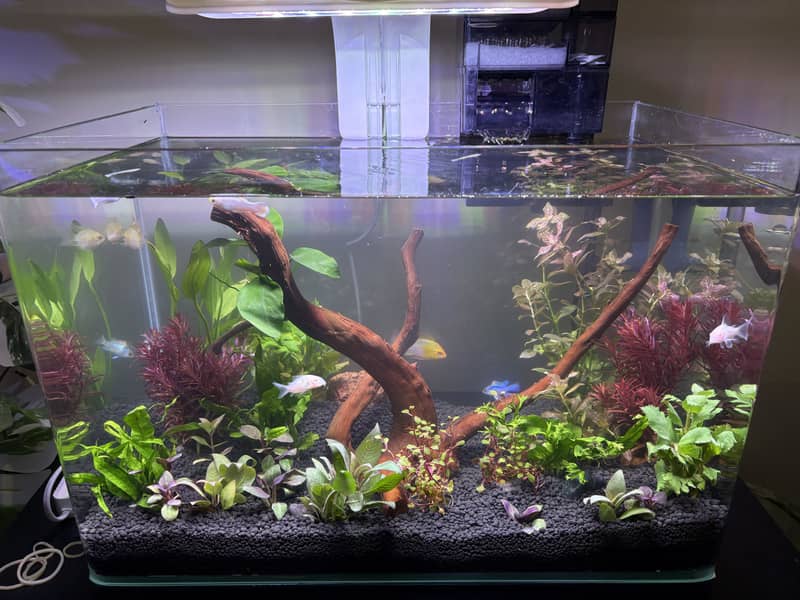 Planted Aquarium 17