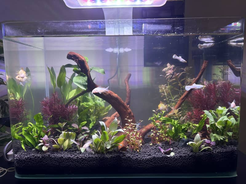 Planted Aquarium 18