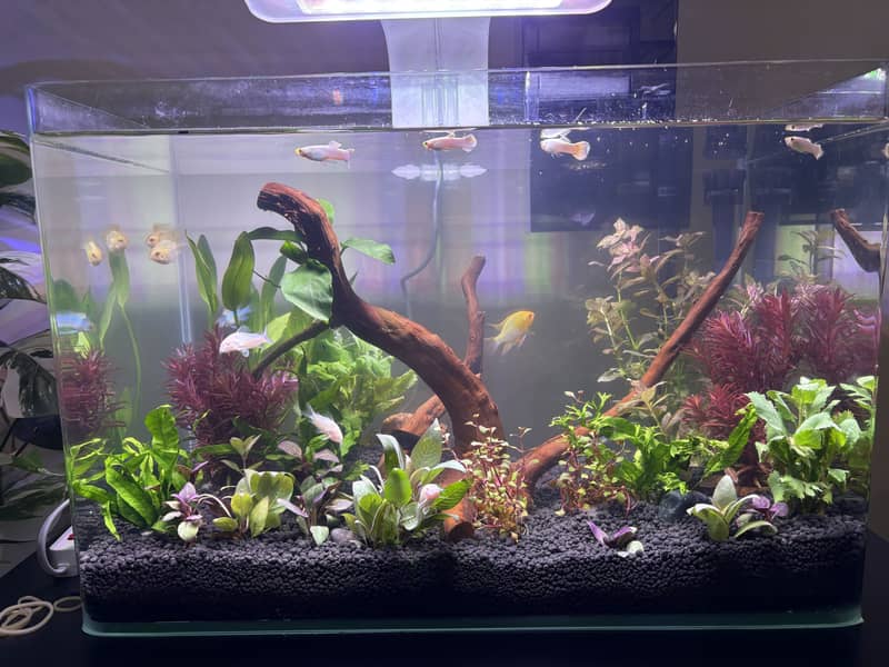 Planted Aquarium 19