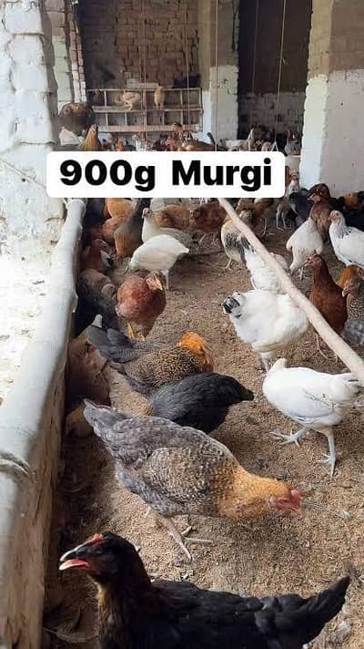 goldan misri 03017737409 Whatsapp