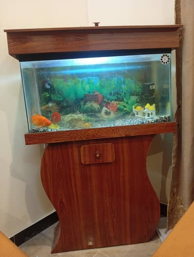 Beautiful Aquarium with Two Big Fish