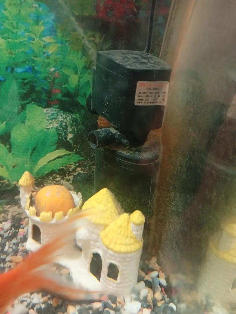 Beautiful Aquarium with Two Big Fish — photo 2