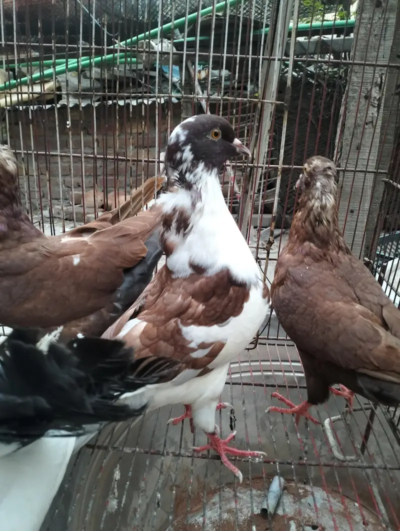 king kabooter in low price — photo 3