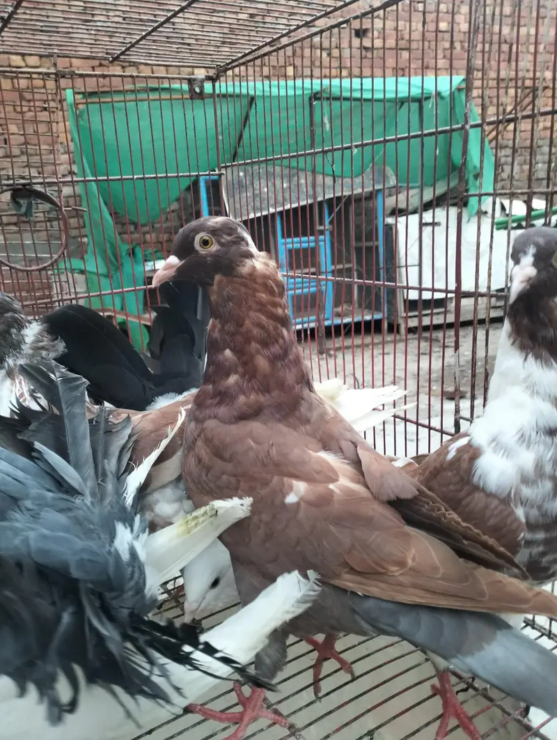 king kabooter in low price — photo 4