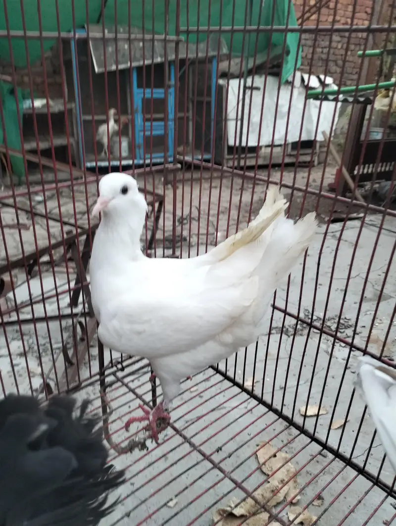 king kabooter in low price — photo 5