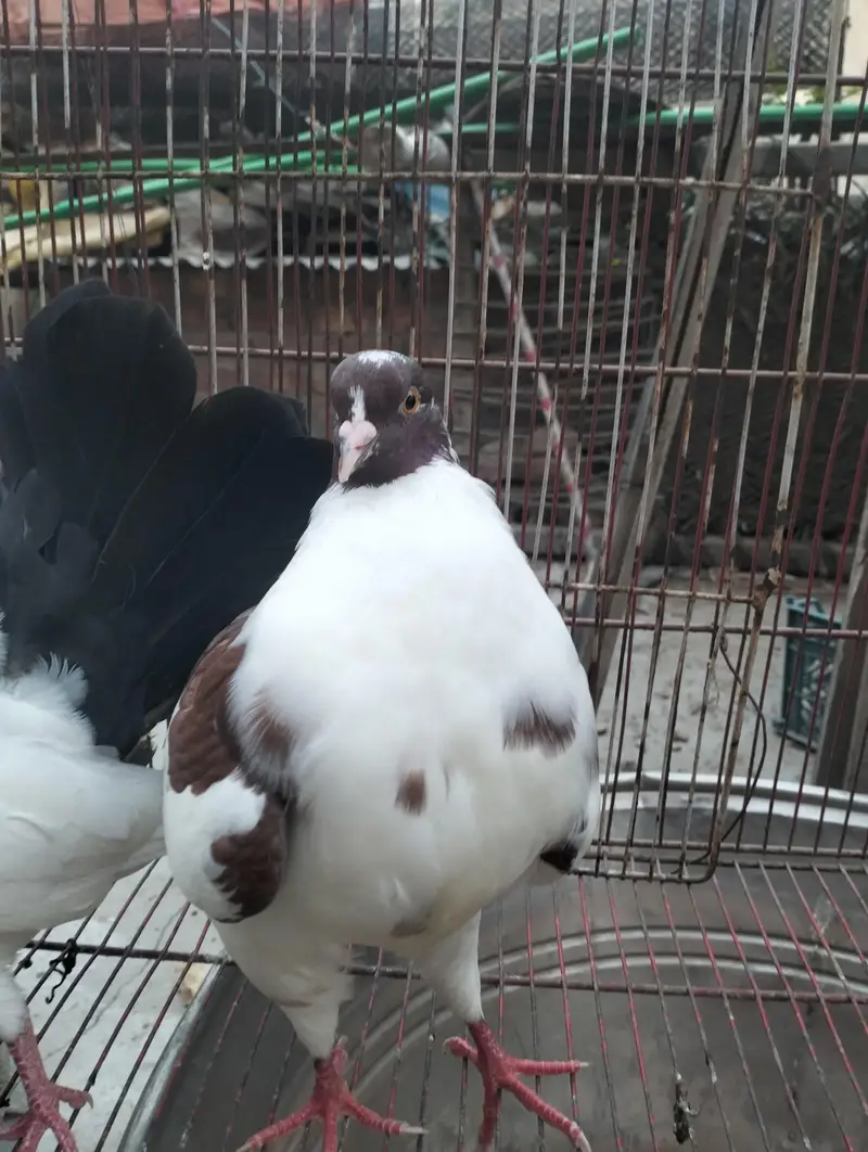 king kabooter in low price — photo 6