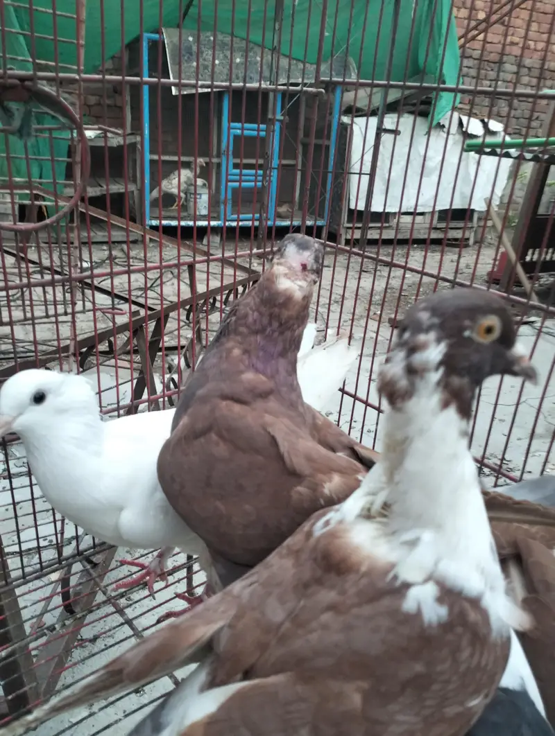 king kabooter in low price — photo 7