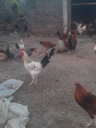 gar ki desi murgiya murga just bhai ko charity vo rabta krain