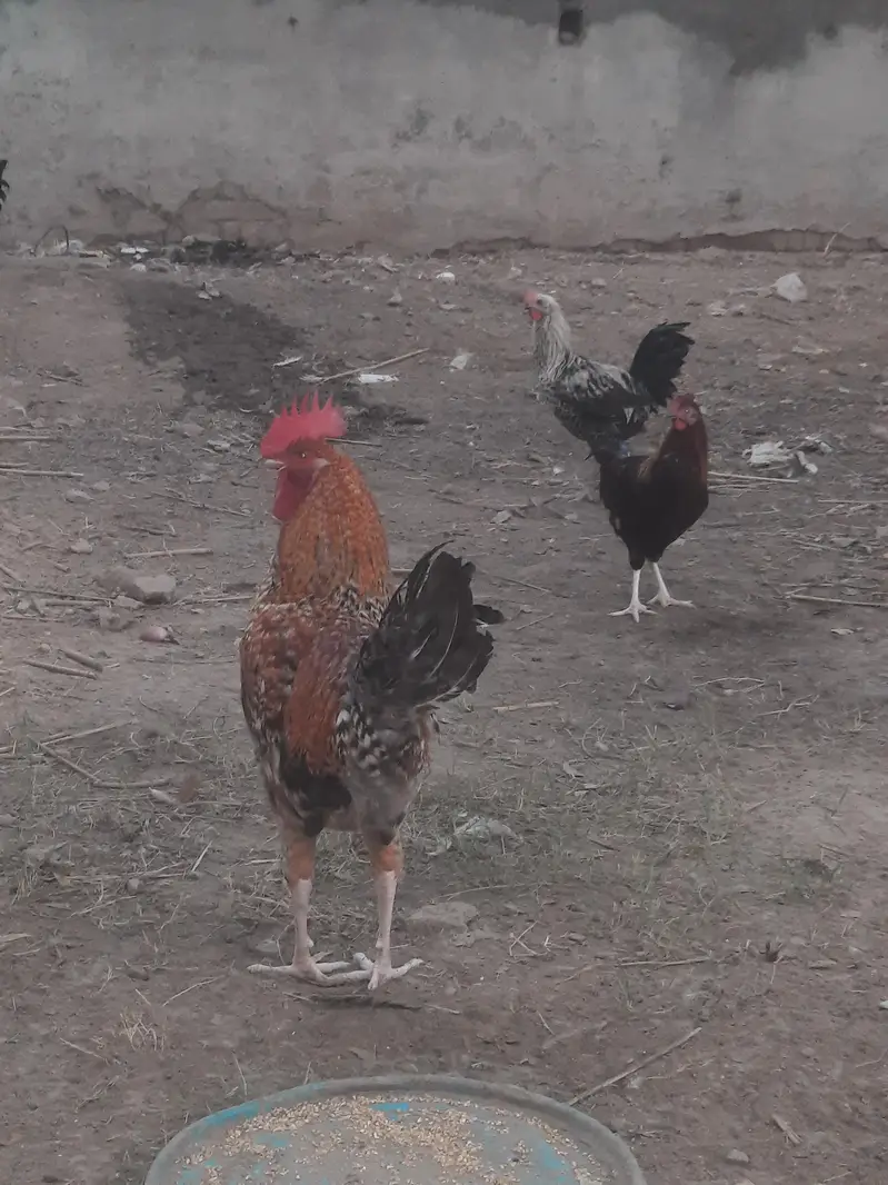 gar ki desi murgiya murga just bhai ko charity vo rabta krain — photo 2