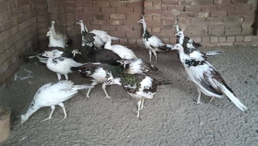 beautiful peacock chicks | مور چکس ال کلر مکس | blue black white  java