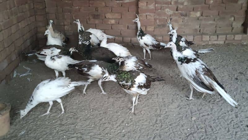 beautiful peacock chicks | مور چکس ال کلر مکس | blue black white  java 0