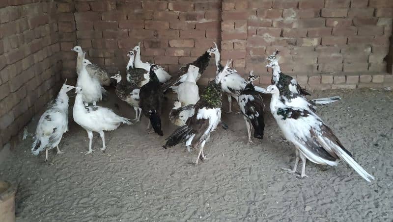 beautiful peacock chicks | مور چکس ال کلر مکس | blue black white  java 1