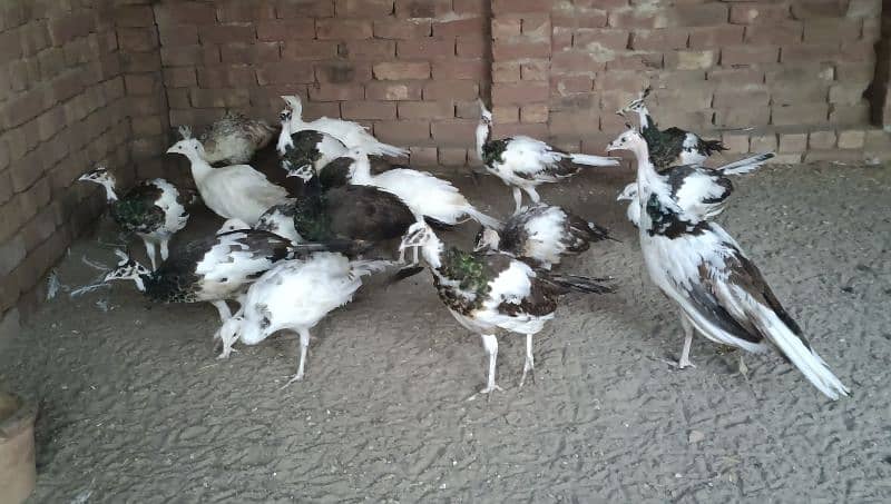 beautiful peacock chicks | مور چکس ال کلر مکس | blue black white  java 2