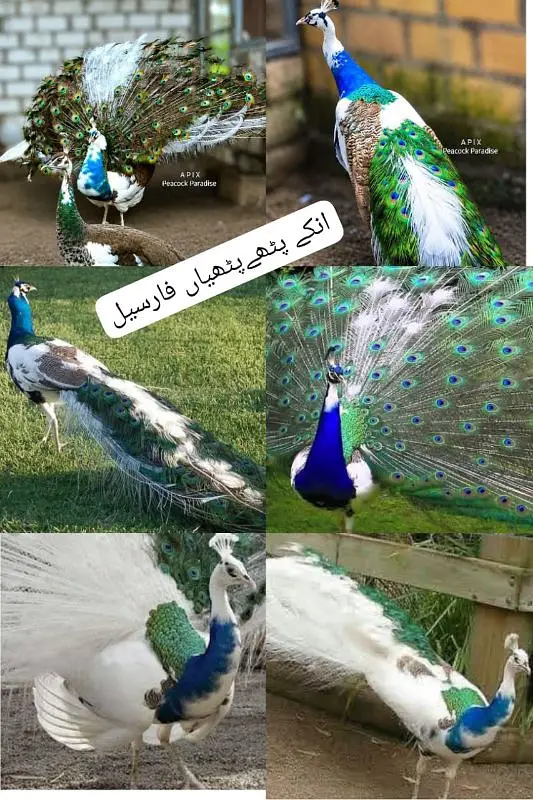 beautiful peacock chicks | مور چکس ال کلر مکس | blue black white  java — photo 4