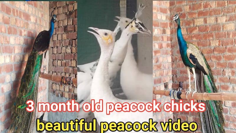 beautiful peacock chicks | مور چکس ال کلر مکس | blue black white  java 4