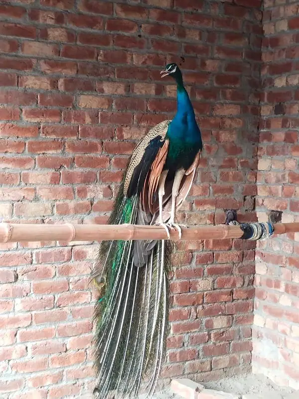 beautiful peacock chicks | مور چکس ال کلر مکس | blue black white  java — photo 6