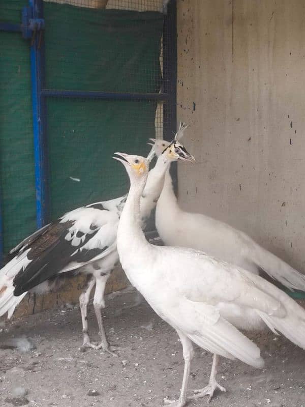 beautiful peacock chicks | مور چکس ال کلر مکس | blue black white  java 6