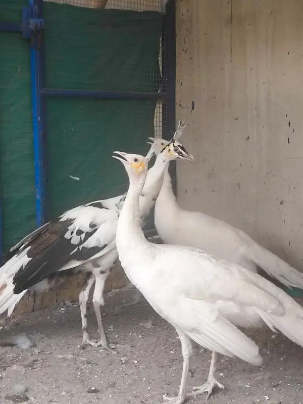 beautiful peacock chicks | مور چکس ال کلر مکس | blue black white  java — photo 7