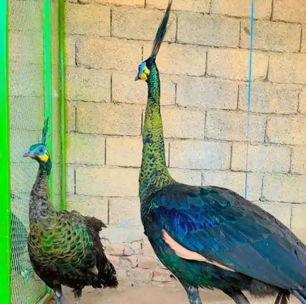 beautiful peacock chicks | مور چکس ال کلر مکس | blue black white  java — photo 8