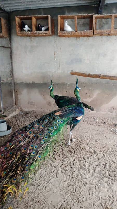 beautiful peacock chicks | مور چکس ال کلر مکس | blue black white  java 8