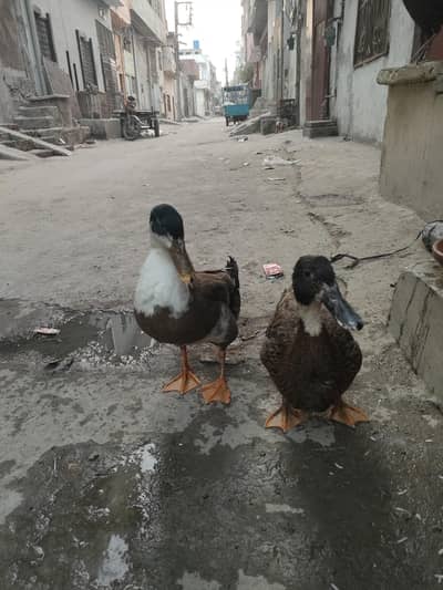 Desi Muscovy duck