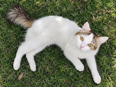 Beautiful 8-Month-Old Male Long-Haired Cat for Sale | Oreo