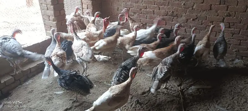 turkey bird red golden jet black paper white | ترکی برڈ ال کلر مکس — photo 2