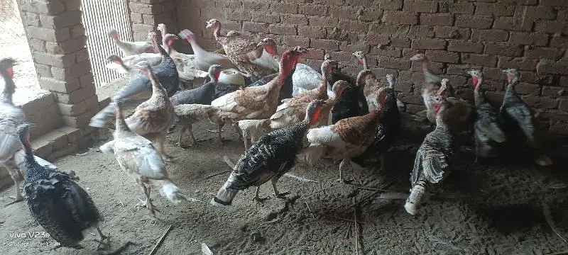 turkey bird red golden jet black paper white | ترکی برڈ ال کلر مکس — photo 3