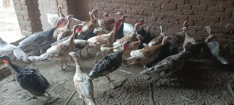 turkey bird red golden jet black paper white | ترکی برڈ ال کلر مکس — photo 4