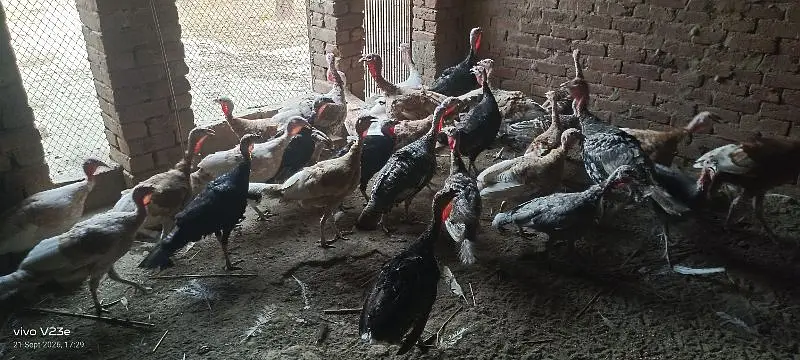 turkey bird red golden jet black paper white | ترکی برڈ ال کلر مکس — photo 5
