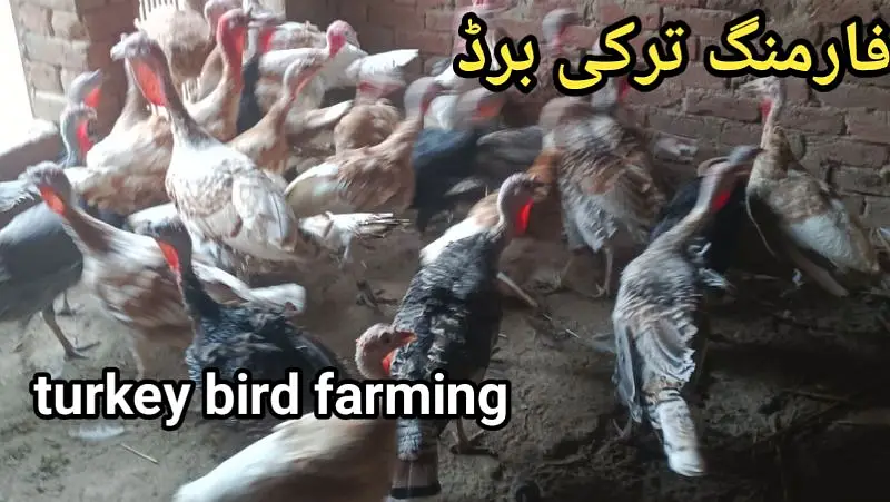 turkey bird red golden jet black paper white | ترکی برڈ ال کلر مکس — photo 6
