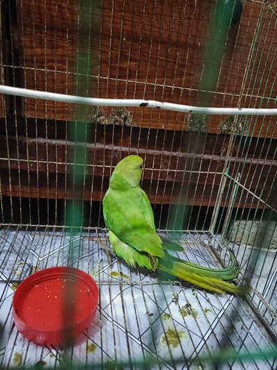 hand tame parrots