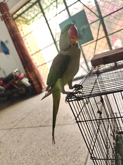 Raw Baby Parrott sale / 03032978795/
