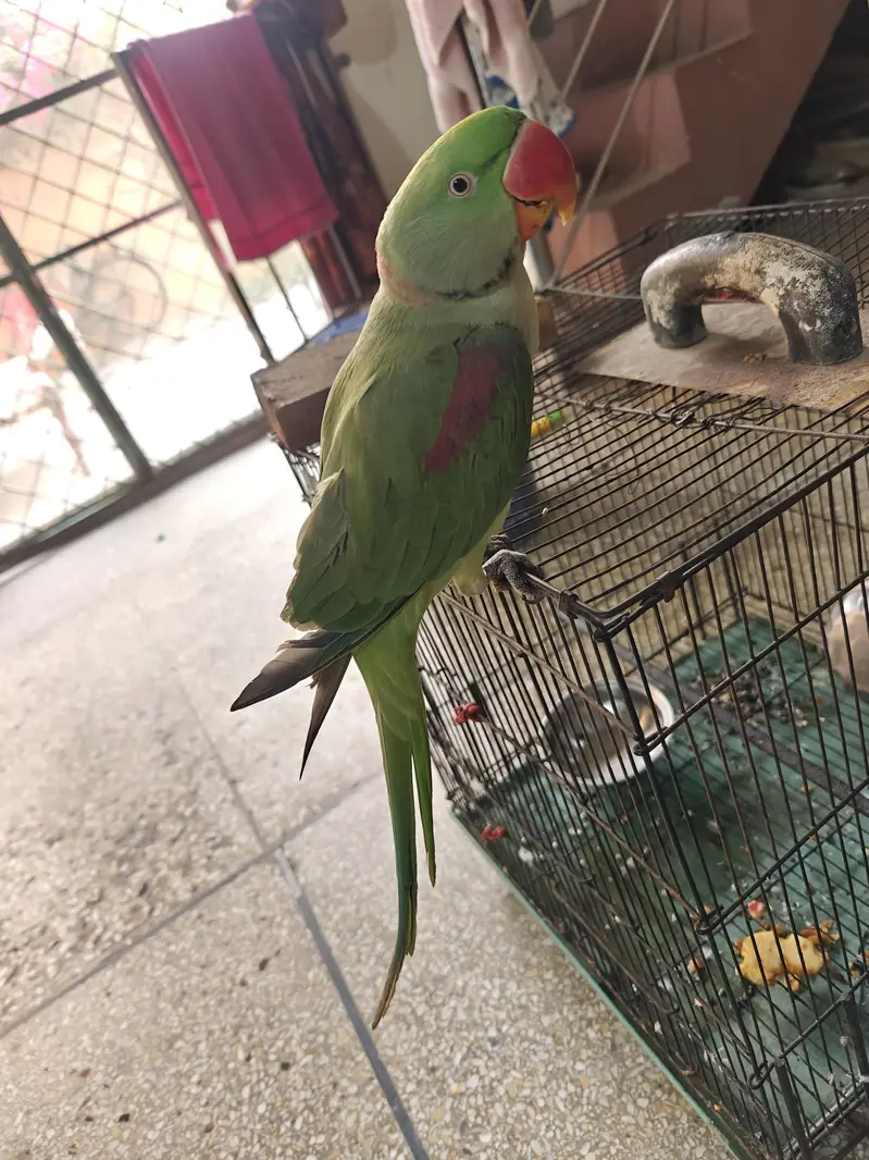 Raw Baby Parrott sale / 03032978795/ — photo 2