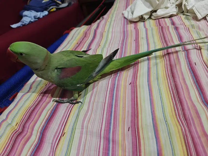 Raw Baby Parrott sale / 03032978795/ — photo 3