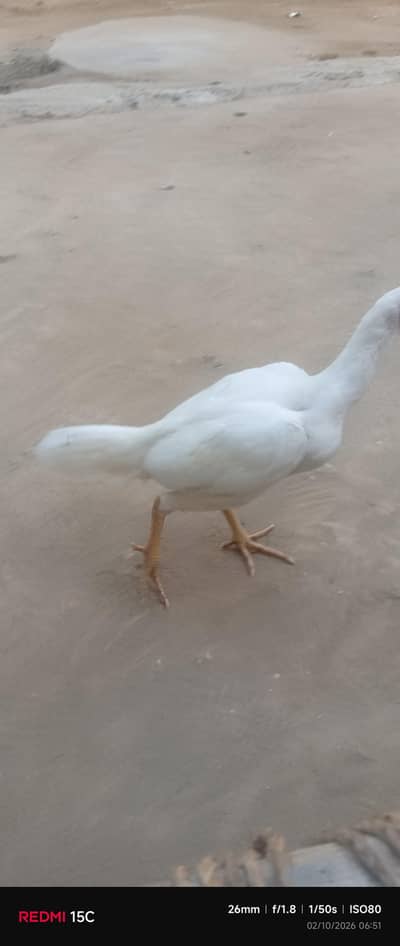 urgent for sale