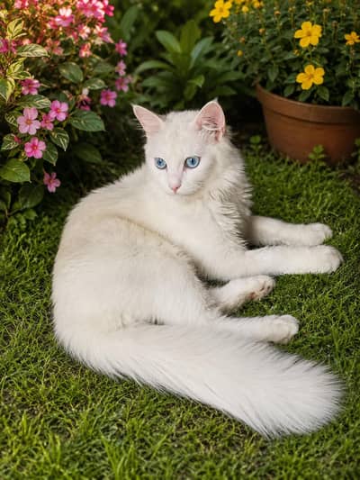 cute cat