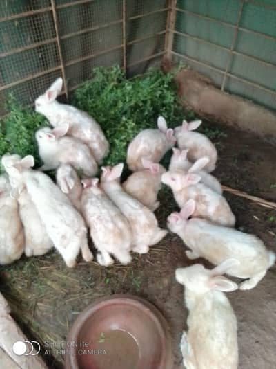 Red Eye Rabbits