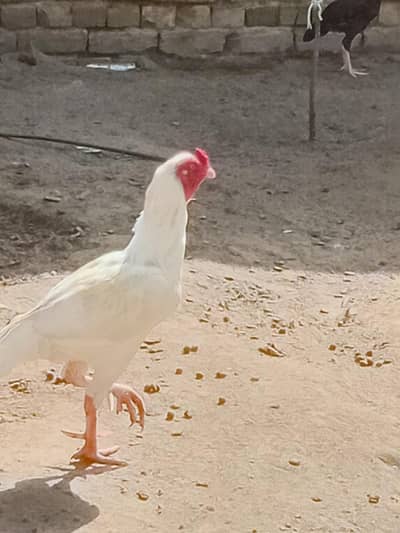 selling pure white aseel murgha