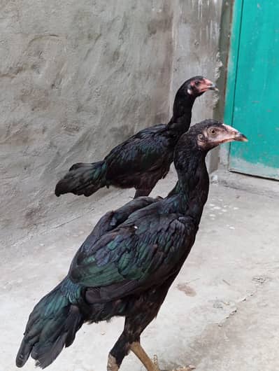Aseel tahi , Aseel murga , اصیل مرغا تھاٸ نسل ,Nasil Aseel,