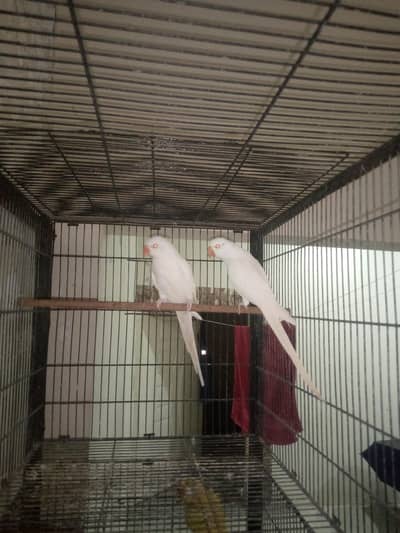 white ringneck breeder pair 03085518478