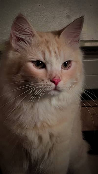 Persian male cat