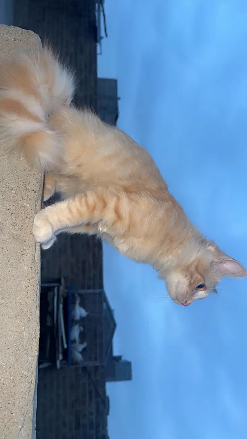 Persian male cat — photo 2