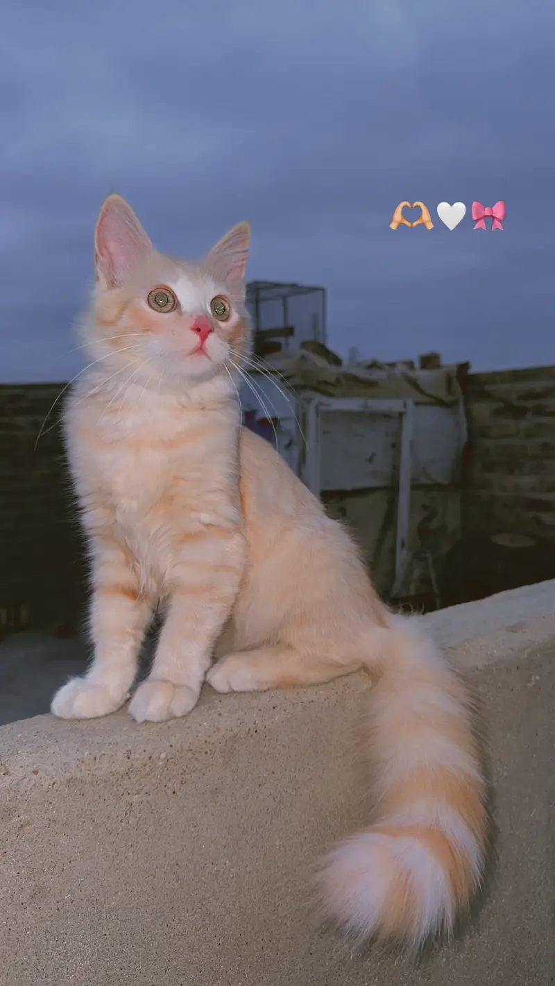 Persian male cat — photo 3