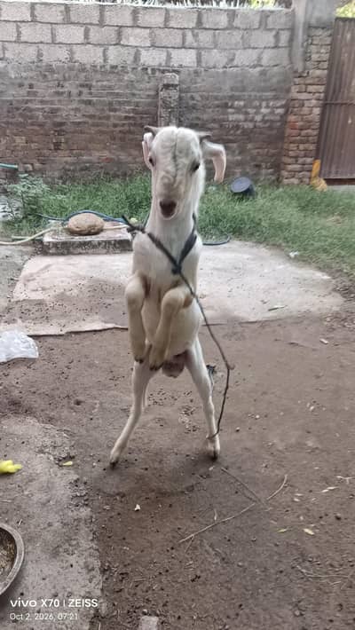 bakra