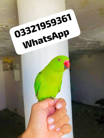 Green Ringneck young Male patha