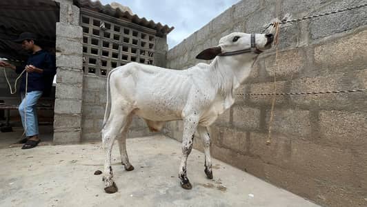 bachre for sell